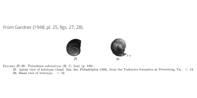 Teinostoma subconicum from Gardner (1948), pl. 25, figs. 27, 28. Holotype, ANSP 1568. Yorktown Formation, Petersburg, Virginia.