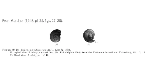 Teinostoma subconicum