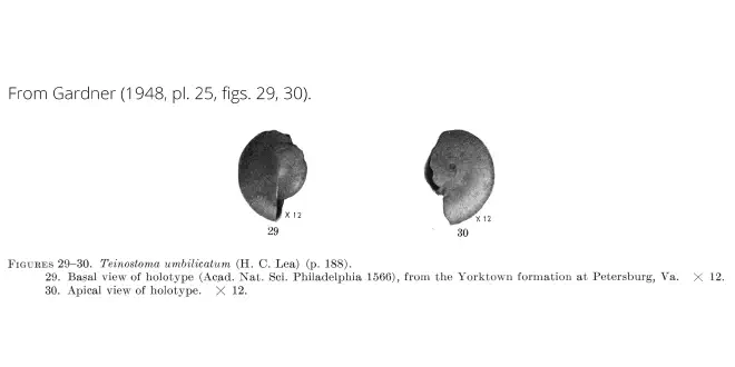 Teinostoma umbilicatum from Gardner (1948), pl. 25, figs. 29, 30. Holotype, ANSP 1566. Yorktown Formation, Petersburg, Virginia.