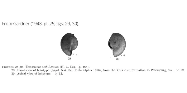 Teinostoma umbilicatum