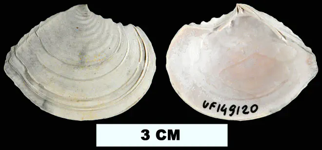 Tellidora cristata from the Plio-Pleistocene (formation unknown) of Sarasota County, Florida (UF 149120).