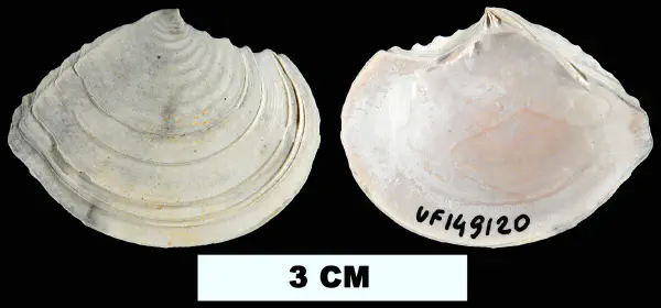 Tellidora cristata