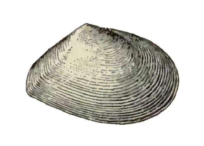 Specimen of Tellina cloneta figured by Dall (1900, pl. 46, fig. 8); 13.5 mm in length.