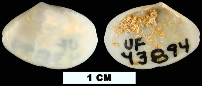 Tellina cloneta from the Early Miocene Chipola Fm. of Calhoun County, Florida (UF 43894).