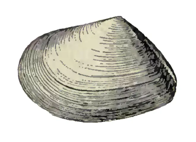 Specimen of Tellina hypolispa figured by Dall (1900, pl. 46, fig. 23); 13.5 mm in length.