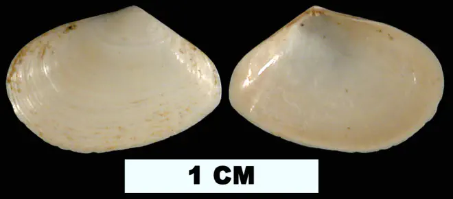 Tellina hypolispa from the Early Miocene Chipola Fm. of Calhoun County, Florida (UF 41820).