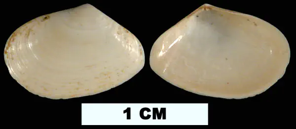Tellina hypolispa