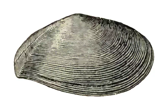 Specimen of Tellinella chipolana figured by Dall (1900, pl. 47, fig. 6); 38.0 mm in length.