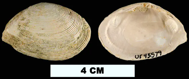 Tellinella chipolana from the Early Miocene Chipola Fm. of Liberty County, Florida (UF 45579).