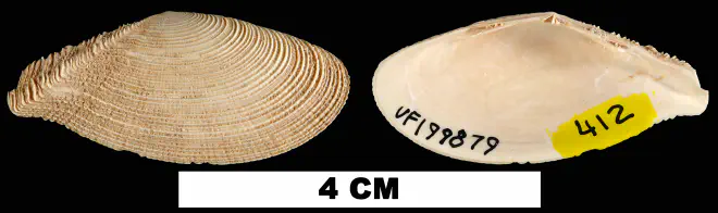 Tellinella listeri from the Early Pleistocene Caloosahatchee Fm. of Hendry County, Florida (UF 199879).