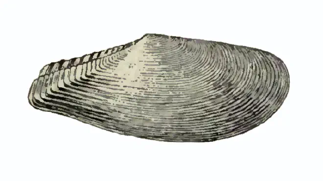 Specimen of Tellinella strophia figured by Dall (1900, pl. 47, fig. 11); 27.0 mm in length.