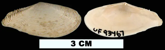 Tellinella strophia from the Early Miocene Chipola Fm. of Calhoun County, Florida (UF 93467).
