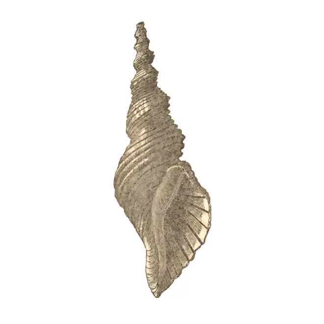 Specimen of Terebraspira elegans figured by Emmons (1858, fig. 114).
