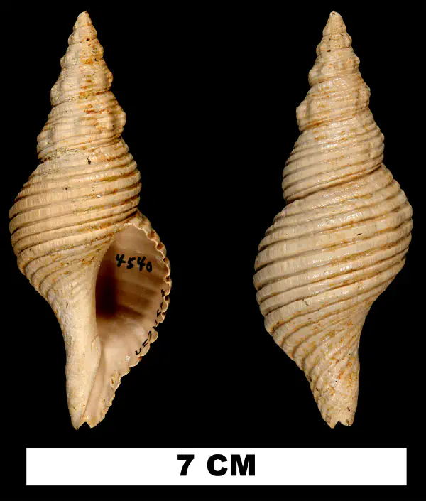 Terebraspira elegans