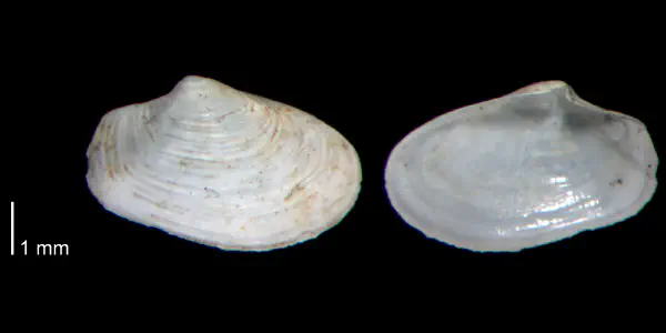 Thracia brioni