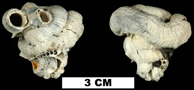 Serpulorbis granifera from the Late Pliocene Tamiami Fm. (Pinecrest Beds) of Okeechobee County, Florida (UF 170335).