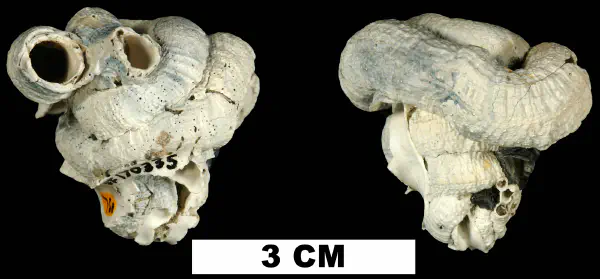 Thylacodes granifera