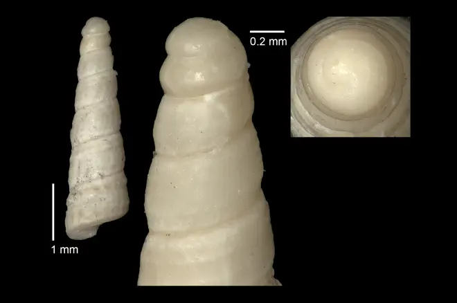 Torcula apicalis from the Early Pleistocene Caloosahatchee Fm. of Florida (temporary number MPM 4UYLAZ).