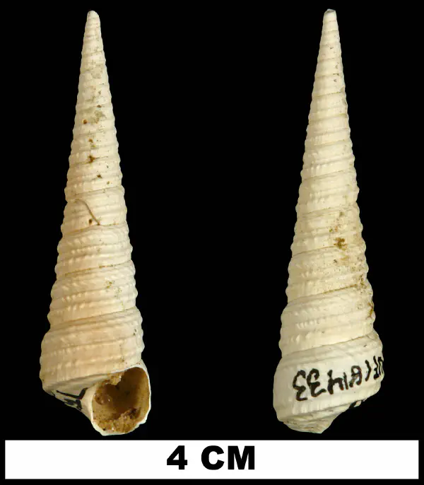 Torcula apicalis