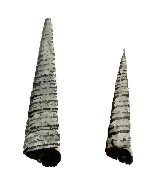 Specimen of Turritella apicalis figured by Heilprin (1886, pl. 8, fig. 14 and 14a); 1.7 in. in length.