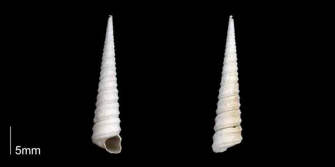 Turritella apicalis from the late Pliocene Tamiami Fm. (Pinecrest Beds) of Sarasota County, Florida (PRI 70082).