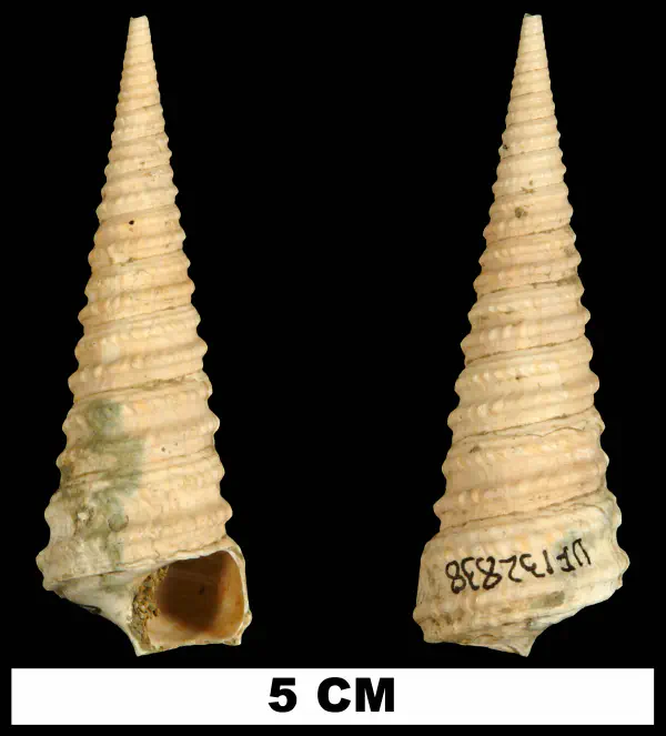 Torcula cookei