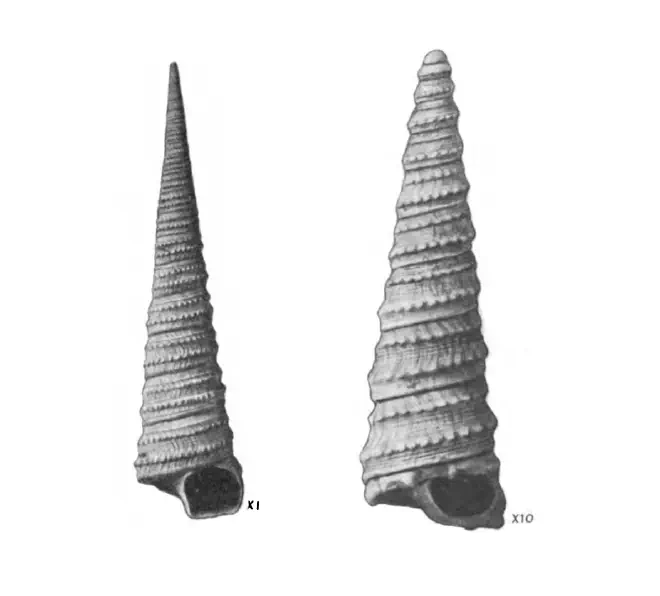 Specimen of Turritella cookei figured by Mansfield (1930, pl. 16, fig. 1 and 10); 85 mm and unknown mm, respectively.