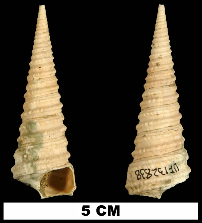 Turritella cookei from the Late Pliocene Jackson Bluff Fm. of Leon County, Florida (UF 132838).