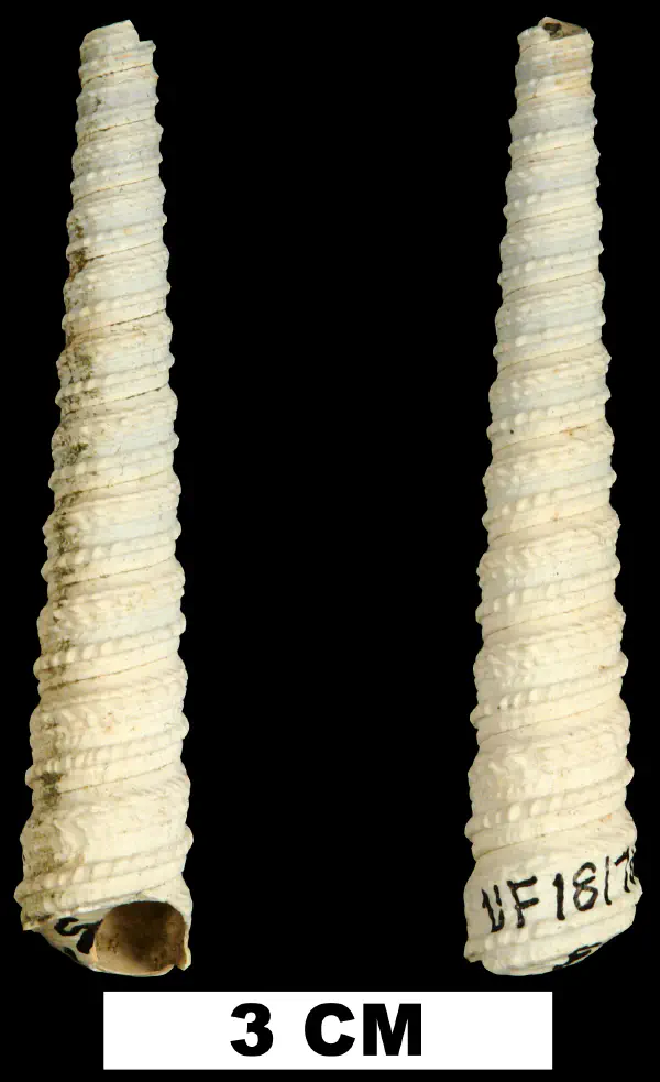 Torcula perattenuata