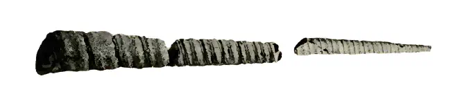 Specimen of Turritella perattenuata figured by Heilprin (1886, pl. 8, fig. 13); 5 in. in length.