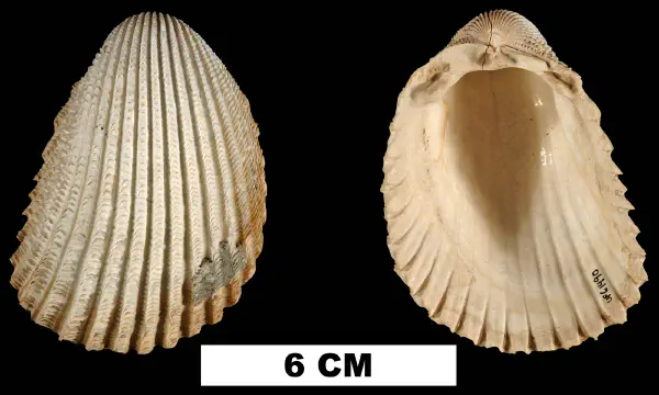 Trachycardium aclinense