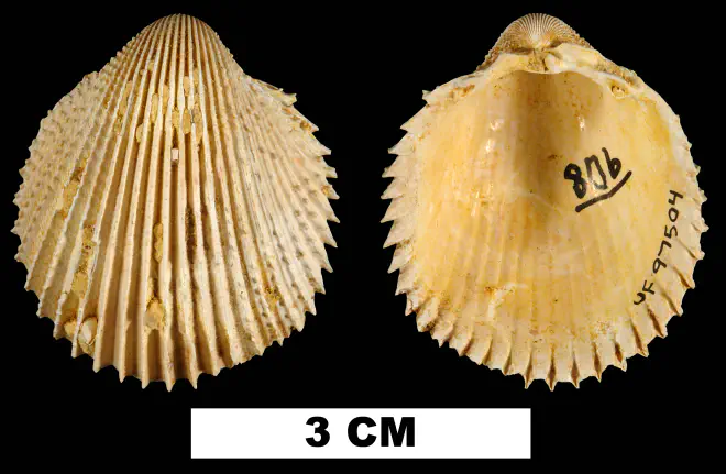 Trachycardium cestum from the Early Miocene Chipola Fm. of Calhoun County, Florida (UF 97504).