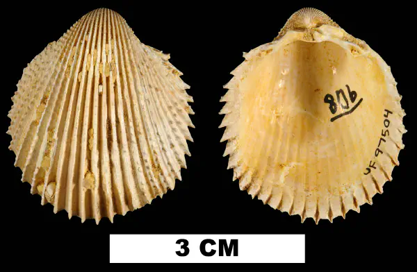 Trachycardium cestum