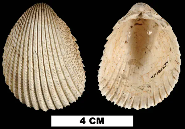 Trachycardium egmontianum