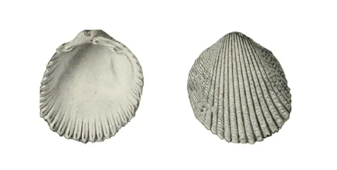 Specimen of Trachycardium evergladeensis figured by Mansfield (1931, pl. 4, fig. 1 and 3).