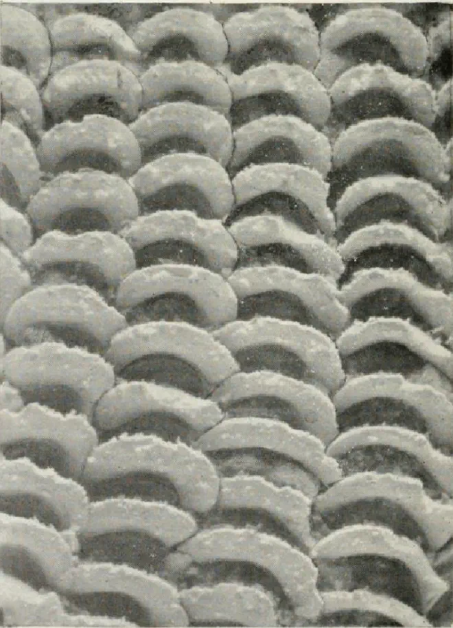 Specimen of Trachycardium evergladeensis figured by Mansfield (1931, pl. 4, fig. 9); x10.