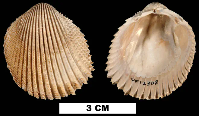 Trachycardium evergladeensis from the Late Pliocene Tamiami Fm. of Miami-Dade County, Florida (UF 12308).