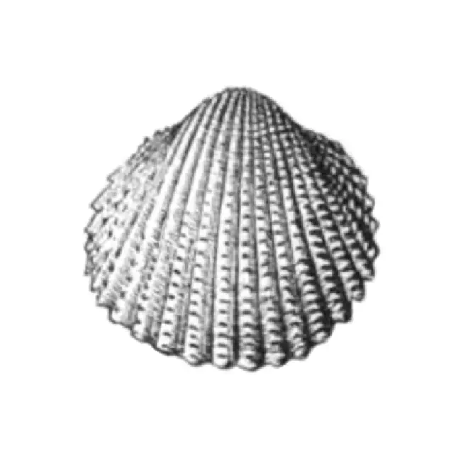 Specimen of Trachycardium parile figured by Dall (1900, pl. 48, fig. 17); 20.0 mm in length.