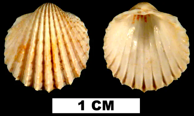 Trachycardium parile from the Early Miocene Chipola Fm. of Calhoun County, Florida (UF 44065).