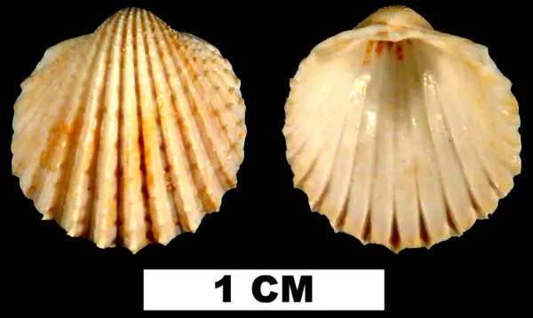 Trachycardium parile