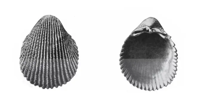 Specimen of Trachycardium plectopleura figured by Gardner (1926, pl. 22, fig. 10 and 11); 47.2 mm and 45.6 mm in length, respectively.