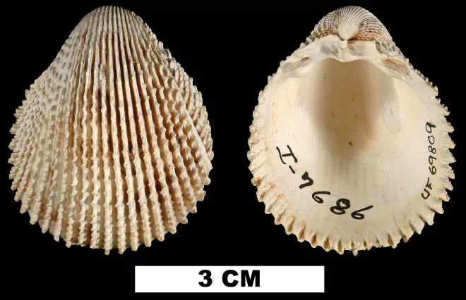 Trachycardium plectopleura from the Middle Miocene Shoal River Fm. of Walton County, Florida (UF 69809).