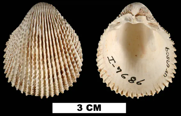 Trachycardium plectopleura