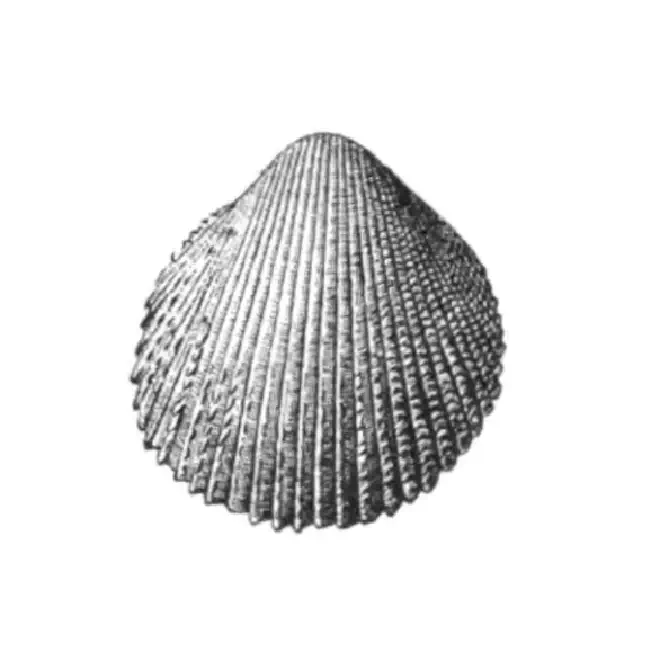 Specimen of Trachycardium virile figured by Dall (1900, pl. 48, fig. 1); 28.0 mm in length.