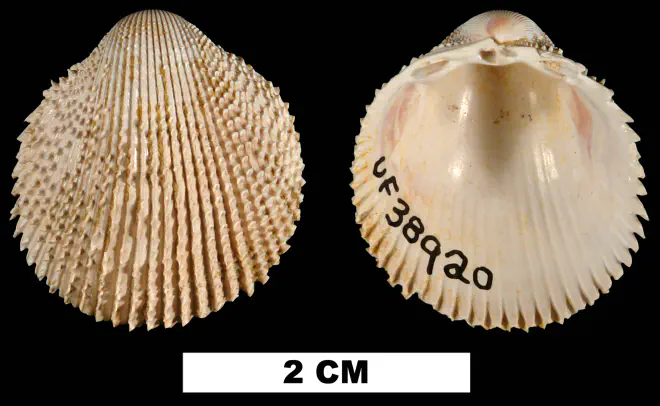 Trachycardium virile from the Early Miocene Chipola Fm. of Calhoun County, Florida (UF 38920).