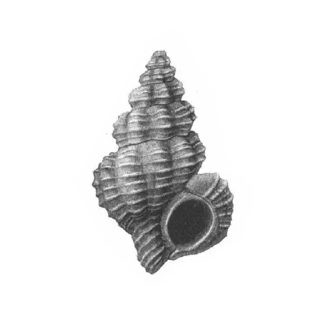 Specimen of Trajana pyta figured by Gardner (1948, pl. 29, fig. 10); 17.3 mm in length.