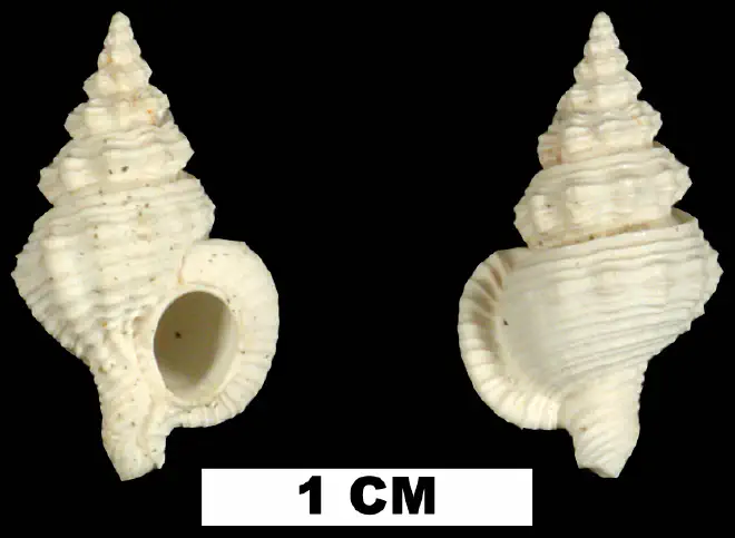 Trajana pyta from the Late Pliocene Tamiami Fm. (Pinecrest Beds) of Sarasota County, Florida (UF 140600).