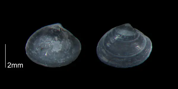 Transennella angulifera