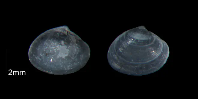 Transennella stimpsoni from the lower Pleistocene Waccamaw Fm. of Brunswick County, North Carolina (PRI 70444).