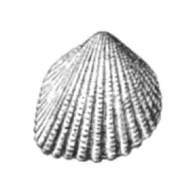 Specimen of Trigoniocardia burnsii figured by Dall (1900, pl. 48, fig. 15); 20.0 mm in length.